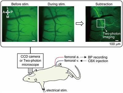 Vascular Gap Junctions Contribute to Forepaw Stimulation-Induced Vasodilation Differentially in the Pial and Penetrating Arteries in Isoflurane-Anesthetized Rats